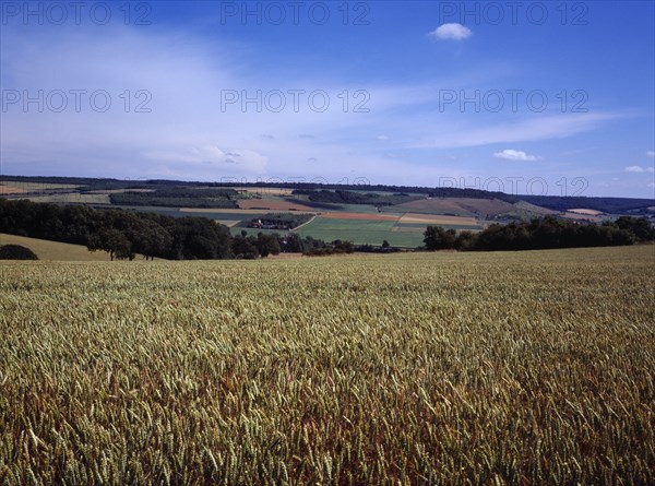 France, Pas-de-Calais, Agriculture, Wheat fields in agriculture landscape north-west of St. Omer. Blue sky with high  windswept white clouds above.