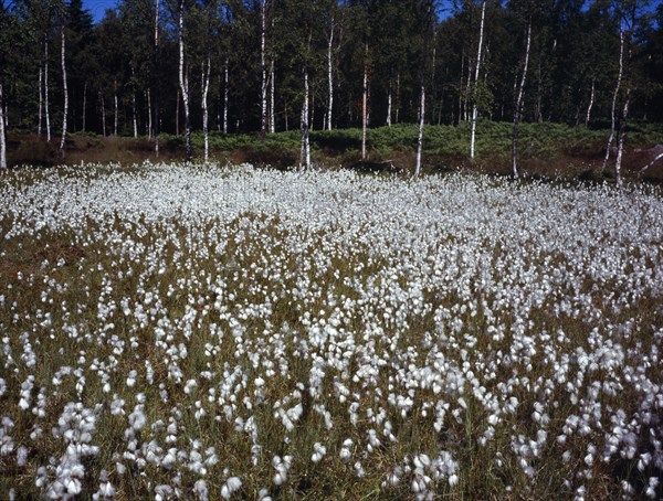 Sweden, Vastergotland, Kinnekulle Ridge, Cotton grass growing in damp area c.300m or 985 feet above Vattern  Swedens largest lake.