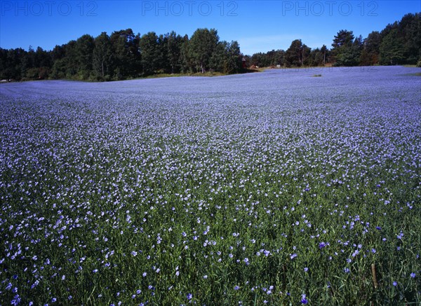 Sweden, Vastergotland, Kallandso, Field of cultivated flax  Linum usitatissimum. Used to make cloth  linseed oil and cattle feed.