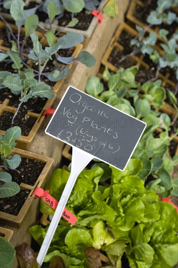 Agriculture, Organic, Vegetables, Selection of young organic vegetable plants for sale and ready for planting out.