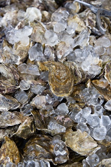 Food, Seafood, Shellfish, Fresh live oysters packed in ice.