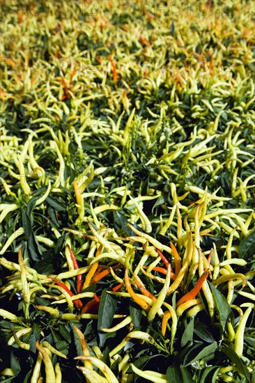 Agriculture, Herbs And Spices, Chillies, Green yellow and ripe red chili peppers growing on plants.