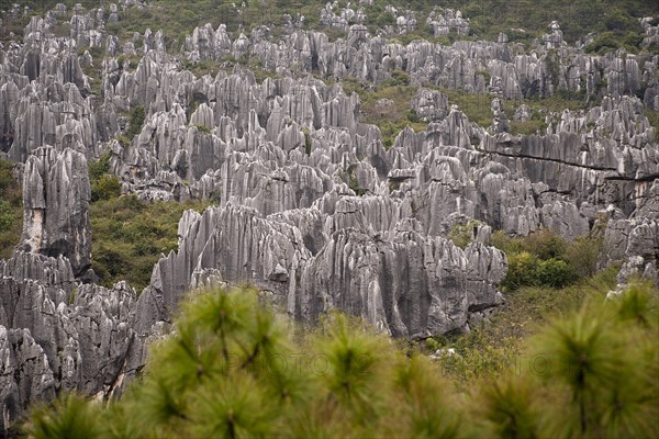 Stone Forest Shilin Yi near Lunan and Kunming. Photo : Mel Longhurst