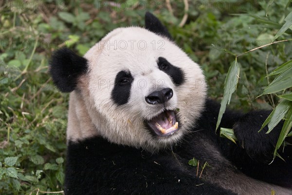 Giant Panda Ailuropoda Melanoleuca at the Giant Panda Breeding Research Base. Photo : Mel Longhurst