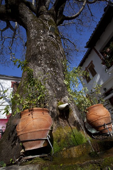Portaria Big tree with two large pots at its base and fresh water running from the tree trunk viewed from a low angle. Photo: Athanasios Papadopoulos
