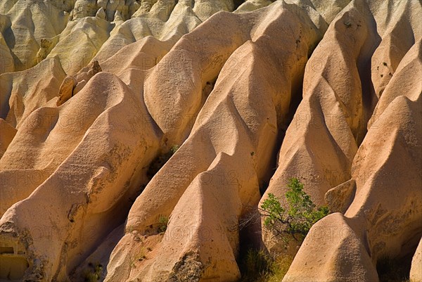 Rose Valley. Small tree growing amongst ochre coloured volcanic tufa rocks. Photo : Hugh Rooney