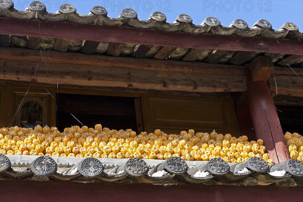 Yuhu Village Corn cobs drying in the sun beneath the roof of a farm building. Photo: Mel Longhurst