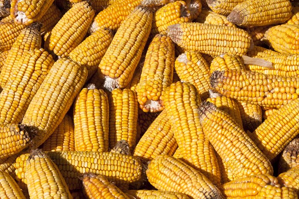 Corn cobs drying in the sun. Photo: Mel Longhurst