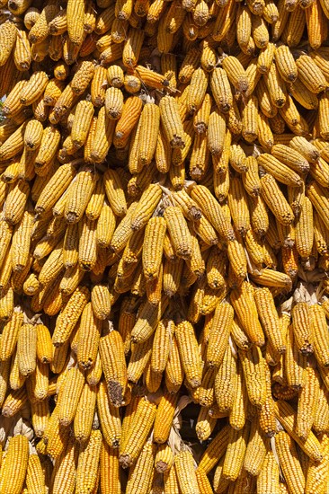 Corn cobs drying in the sun. Photo : Mel Longhurst