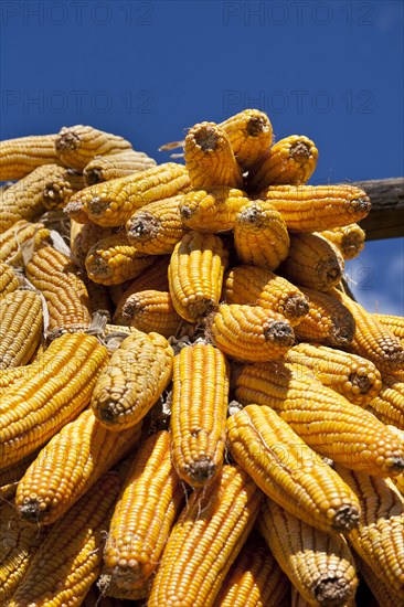 Corn cobs drying in the sun. Photo : Mel Longhurst