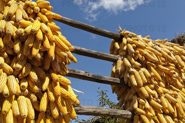 Corn cobs drying in the sun. Photo: Mel Longhurst