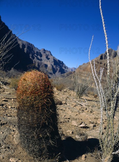 USA, Arizona, Grand Canyon, Cactus within the Hualapai Indian reservation part of the canyon national park. 
Photo : Stephen Rafferty