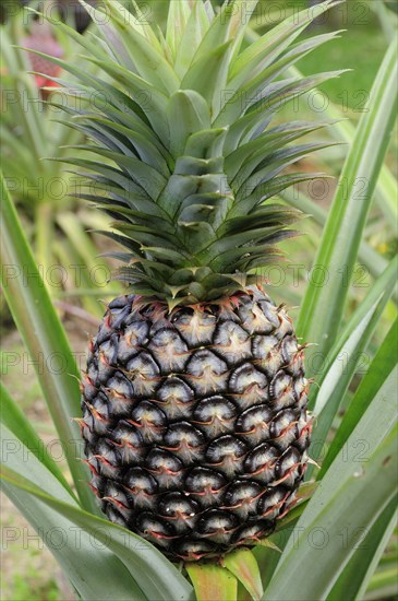Mexico, Jalisco, Puerto Vallarta, Pineapple growing. 
Photo : Nick Bonetti