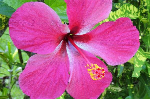 Mexico, Veracruz, Papantla, Pink Hibiscus flower. 
Photo : Nick Bonetti