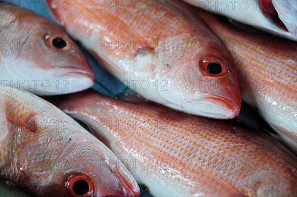 Mexico, Guerrero, Zihuatanejo, Close cropped view of red snapper fish for sale. 
Photo : Nick Bonetti
