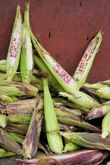 Mexico, Michoacan, Patzcuaro, Pile of maize. 
Photo : Nick Bonetti