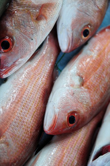 Mexico, Guerrero, Zihuatanejo, Close cropped view of red snapper fish for sale in the market. 
Photo : Nick Bonetti