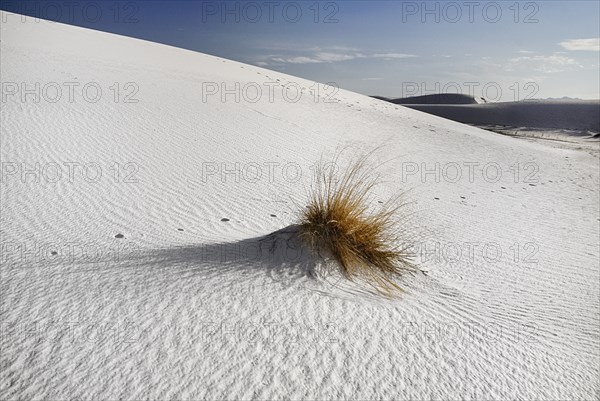 USA, New Mexico, Otero County, White Sands National Monunment. Landscape of wind rippled dune of white sand with tussock of grass at centre. 
Photo : Hugh Rooney