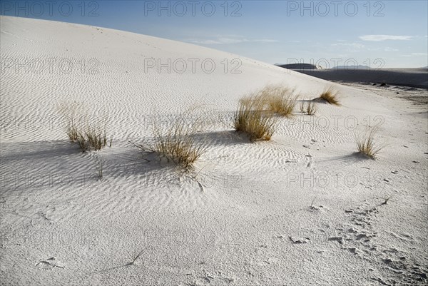 USA, New Mexico, Otero County, White Sands National Monunment. Landscape of wind rippled dune of white sand with protruding tussocks of grass. 
Photo : Hugh Rooney