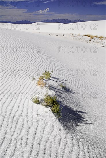 USA, New Mexico, Otero County, White Sands National Monunment. Landscape of wind rippled dunes of white sand with protruding vegetation. 
Photo : Hugh Rooney