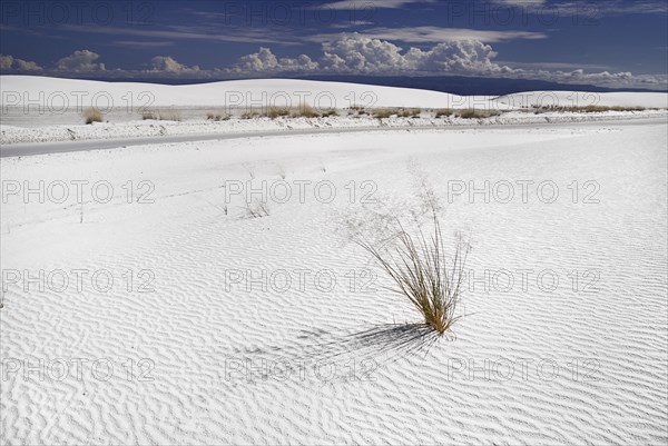 USA, New Mexico, Otero County, White Sands National Monunment. Landscape of wind rippled white sand with protruding vegetation. 
Photo : Hugh Rooney