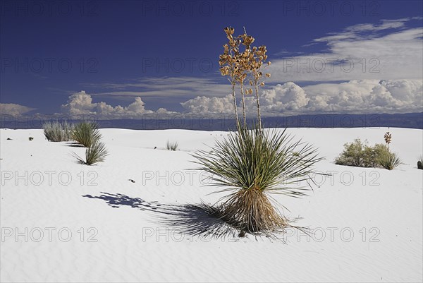 USA, New Mexico, Otero County, White Sands National Monunment. Landscape of wind rippled white sand with protruding vegetation. 
Photo : Hugh Rooney