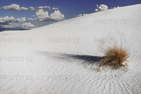 USA, New Mexico, Otero County, White Sands National Monunment. Landscape of wind rippled white sand with protruding vegetation. 
Photo : Hugh Rooney