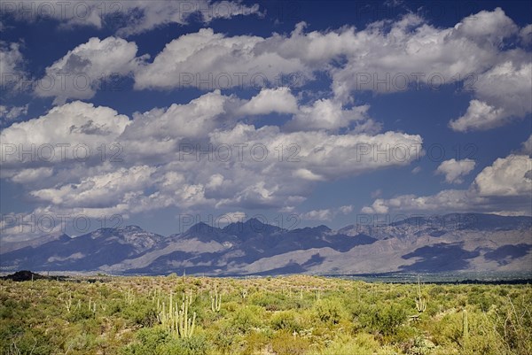 USA, Arizona, Saguaro National Park, Semi-desert landscape with cactus plants distant mountain range dramatic cloudscape above. 
Photo : Hugh Rooney