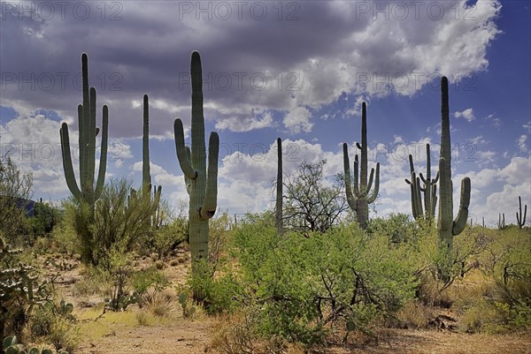 USA, Arizona, Saguaro National Park, Cactus Plants. 
Photo : Hugh Rooney