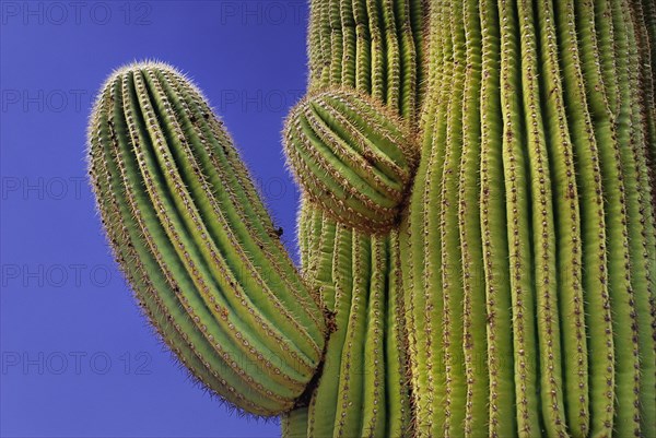 USA, Arizona, Saguaro National Park, Section of Cactus Plant against a blue sky. 
Photo : Hugh Rooney
