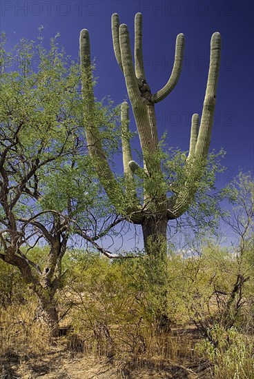 USA, Arizona, Saguaro National Park, Cactus Plants. 
Photo : Hugh Rooney