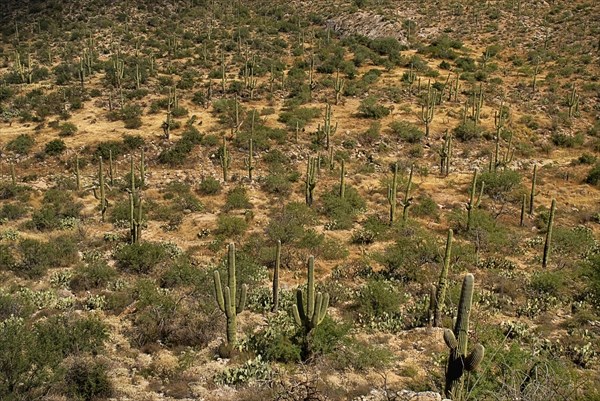 USA, Arizona, Saguaro National Park, Cactus Plants. 
Photo : Hugh Rooney