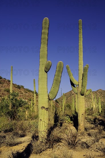 USA, Arizona, Saguaro National Park, Cactus Plants. 
Photo : Hugh Rooney