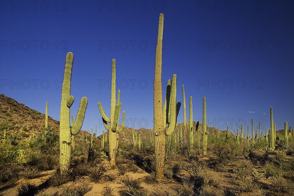 USA, Arizona, Saguaro National Park, Cactus Plants. 
Photo : Hugh Rooney