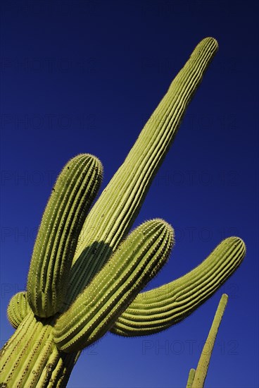 USA, Arizona, Saguaro National Park, Cactus Plant against a blue sky. 
Photo : Hugh Rooney