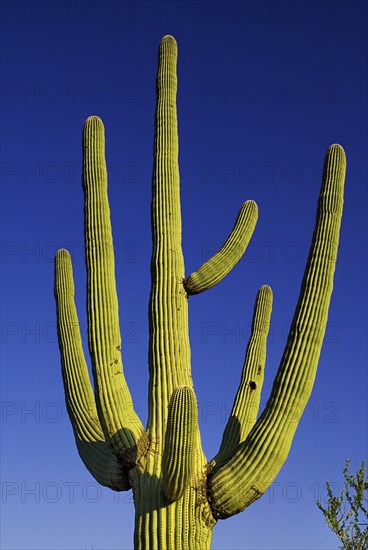 USA, Arizona, Saguaro National Park, Cactus Plant against a blue sky. 
Photo : Hugh Rooney