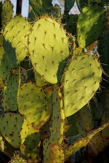 USA, Arizona, Saguaro National Park, Detail of Cactus Plant. 
Photo : Hugh Rooney