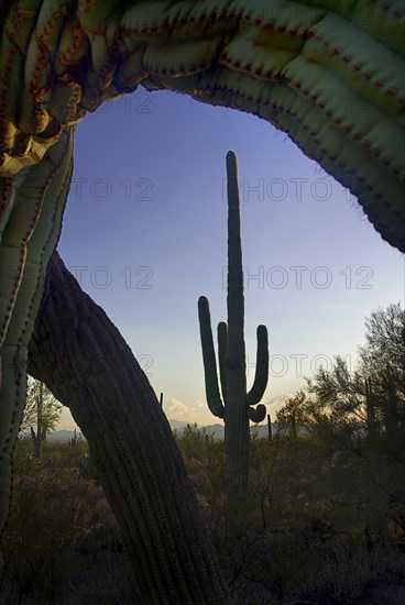 USA, Arizona, Saguaro National Park, Cactus Plant framed by catus in foreground. 
Photo : Hugh Rooney