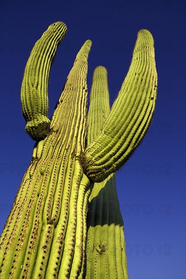 USA, Arizona, Saguaro National Park, Angled view of Catus Plant against a blue sky. 
Photo : Hugh Rooney