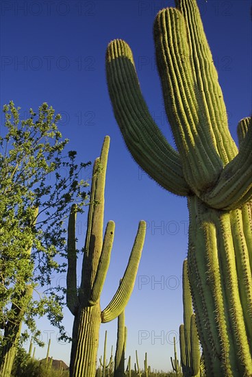 USA, Arizona, Saguaro National Park, Catus Plants against a blue sky. 
Photo : Hugh Rooney