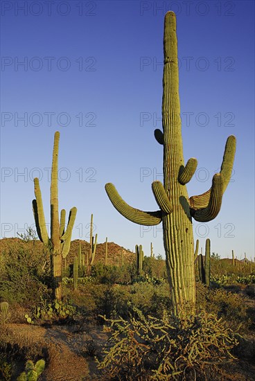 USA, Arizona, Saguaro National Park, Catus Plants against a blue sky. 
Photo : Hugh Rooney