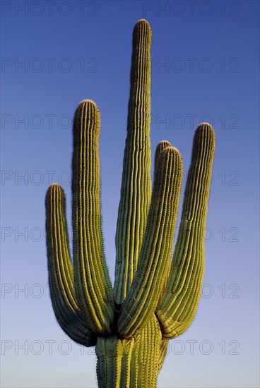 USA, Arizona, Saguaro National Park, Top section of Catus Plant against a blue sky. 
Photo : Hugh Rooney