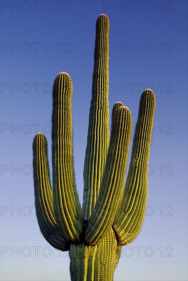 USA, Arizona, Saguaro National Park, Top section of Catus Plant against a blue sky.
Photo : Hugh Rooney