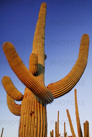 USA, Arizona, Saguaro National Park, Catus Plant in golden light against a blue sky. 
Photo : Hugh Rooney