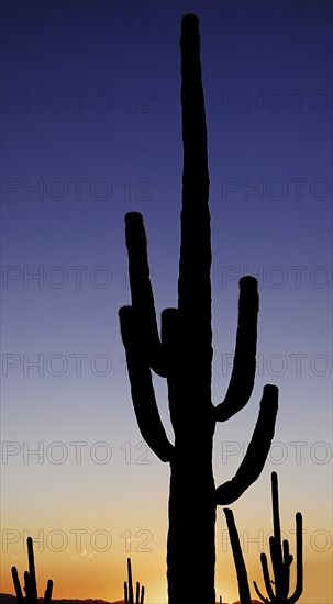 USA, Arizona, Saguaro National Park, Catus Plant seen in silhouette at dusk. 
Photo : Hugh Rooney