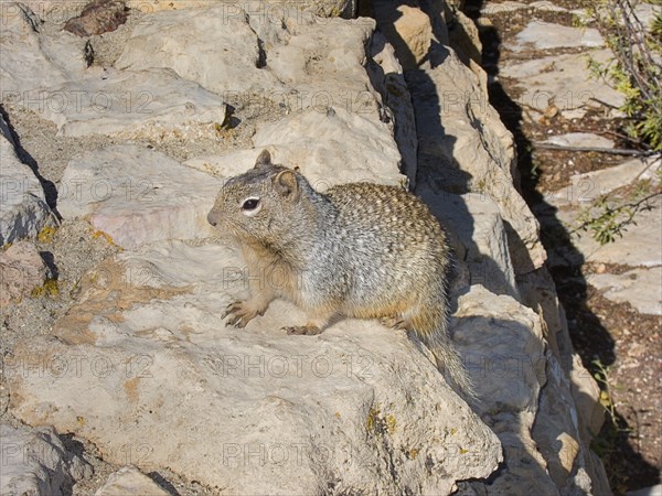 USA, Arizona, Grand Canyon, Prairie dog on the rocks. South Rim at Yavapai Point. 
Photo : Hugh Rooney