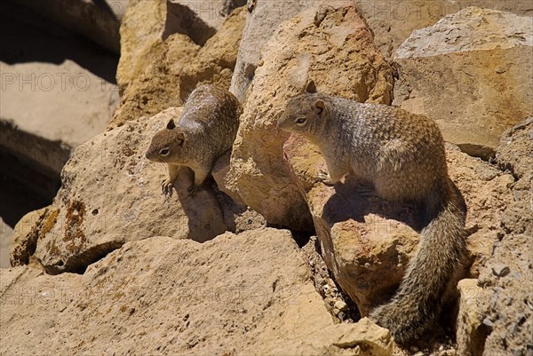 USA, Arizona, Grand Canyon, Prairie dogs on the rocks. South Rim at Yavapai Point. 
Photo : Hugh Rooney