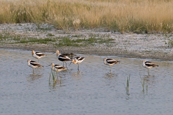 Canada, Alberta, Tyrrell Lake, Seven American Avocet Recurvirostra americana feeding on the lake shore 5 standing on one leg in the water. 
Photo : Trevor Page