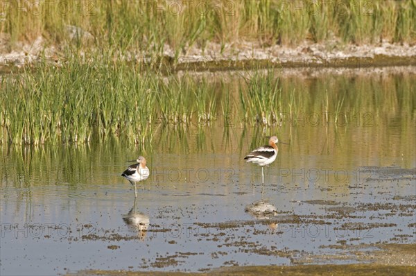 Canada, Alberta, Tyrrell Lake, American Avocet Recurvirostra americana two birds standing on one leg in the water their reflections in the foreground and green reeds in the background. 
Photo : Trevor Page
