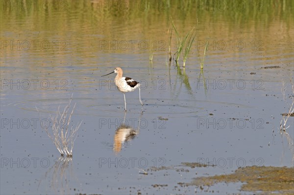 Canada, Alberta, Tyrrell Lake, American Avocet Recurvirostra americana walking in the water reflection of bird in blue water green reeds. 
Photo : Trevor Page